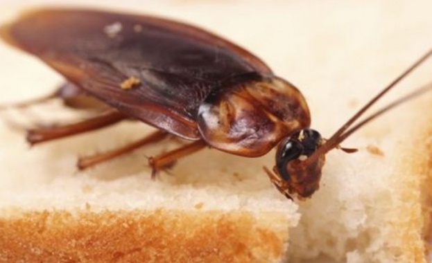 Десетки хора сигнализираха в социалните мрежи за летящи хлебарки Те