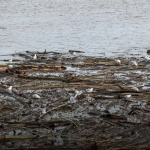 Над 40 загинали и десетки изчезнали след поройните дъждове в Мексико