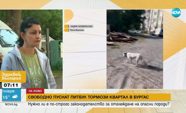 Агресивен питбул пуснат свободно да се разхожда без намордник и