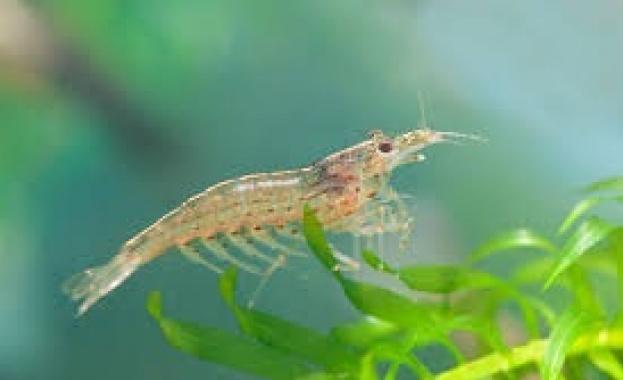 Скариди се появиха в река Дунав