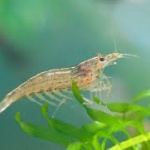 Скариди се появиха в река Дунав