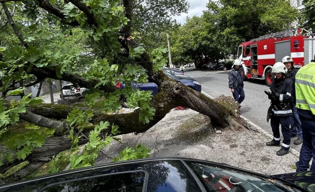 Само за месец в Благоевград са регистрирани няколко случая на
