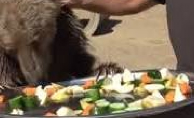 91 килограмова мечка влезе в болница след преяждане Необичайният инцидент е