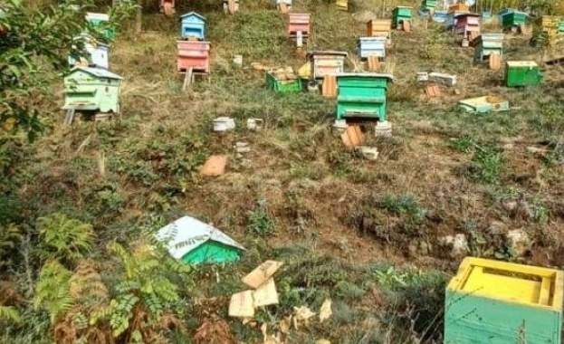 Мечки са нападнали пчелини и са унищожили десетки кошери в