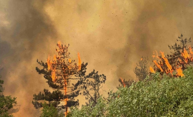 България е сред най-засегнатите от горски пожари страни в ЕС през 2025