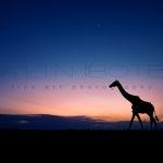 Дивата Африка: Изчезващият рай