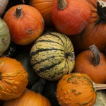 Бутиковите тикви – новият хит в българското земеделие