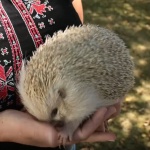 Таралеж албинос в село Лакатник