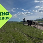 История за надежда: конете, които помагат на деца със специални потребности