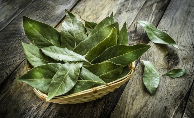 Дафиновият лист – подправката на боговете и победителите