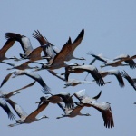 Отбелязваме Международния ден на мигриращите птици 