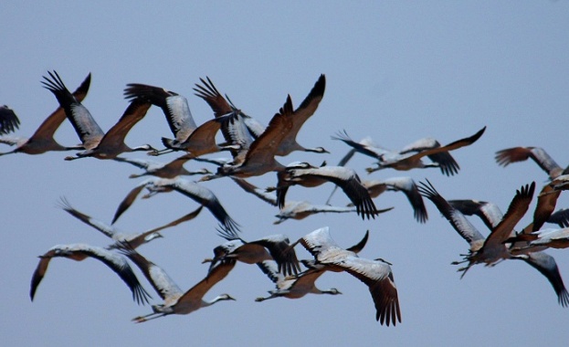 Отбелязваме Международния ден на мигриращите птици 