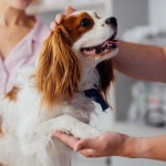 6 съвета за по-дълъг живот на кучето ви