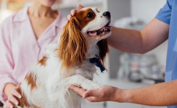 6 съвета за по-дълъг живот на кучето ви