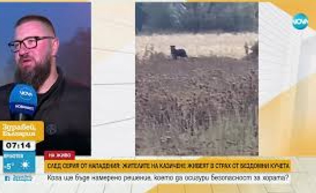 Напрежение в Казичене заради глутница бездомни кучета, които нападат хора и животни