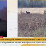 Напрежение в Казичене заради глутница бездомни кучета, които нападат хора и животни