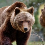 По следите на кафявите мечки: свърхпопулация или нарушен баланс в природата?
