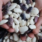 Смилян отбеляза Празника на фасула с по-оскъдна бобена реколта заради климатичните промени