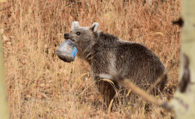 Поведението ни при среща с мечка може да бъде решаващо