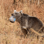 Как да реагираме при среща с мечка – експертите на WWF съветват