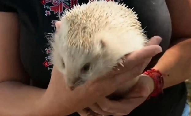 Уникалният бял таралеж на име Драго открит в село Лакатник