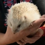 От международна сензация до обект на науката