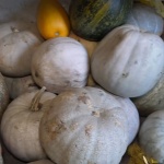 Тикви сразмери, достойни за „Гинес“, отгледа жена в Самоковско