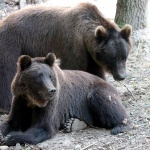 Паркът за мечки в Белица с нови обитатели от Украйна
