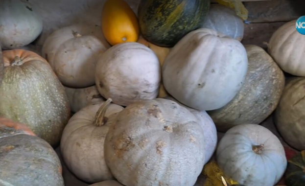 Тикви с размери достойни за Гинес отгледа жена в Самоковско