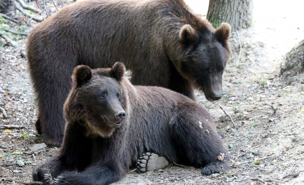 Паркът за мечки в Белица с нови обитатели от Украйна