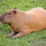 "Тиквено парти" за капибари в Бургас