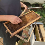Климатичен капан: Пчелите у нас оцеляват все по- трудно