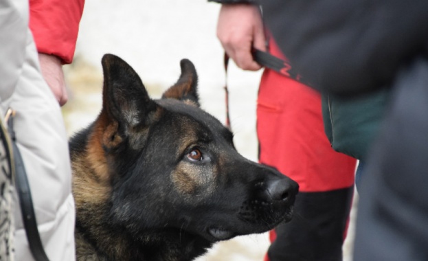 Всички пътеки в района на Бояна са обходени с кучета