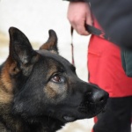 Продължава издирването на изчезналото момиче във Витоша