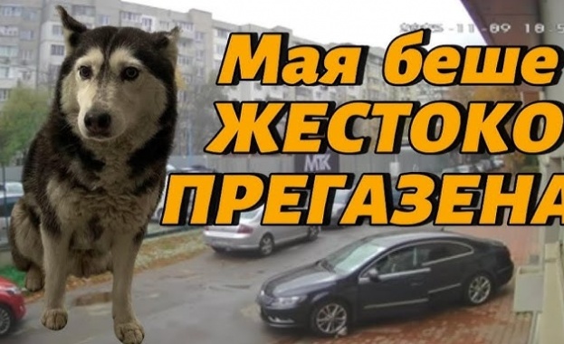 Избухна вълна от възмущение след като куче беше прегазено от