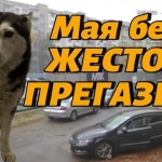 Кой е шофьорът, прегазил кучето Мая, и за какво наказание настояват хората в "Разсадника"?