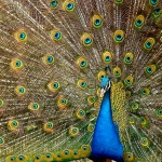 15 ноември -  Световен ден на пауна