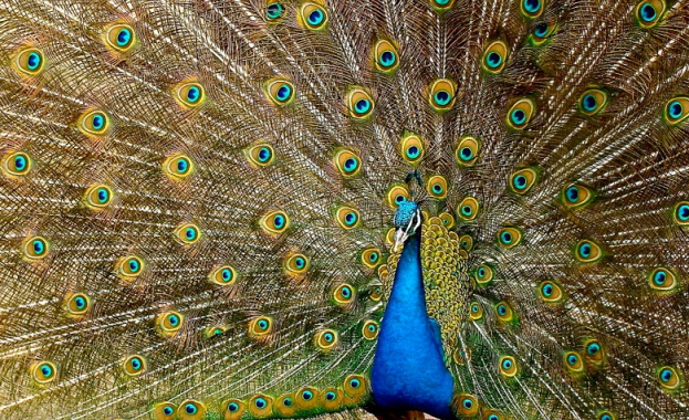 Индийското дружество за опазване на биоразнообразието IBCS и Световната асоциация