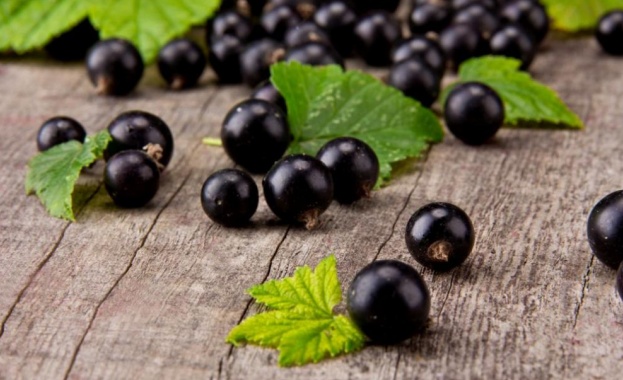 Касисът Ribes nigrum познат още като черно френско грозде от