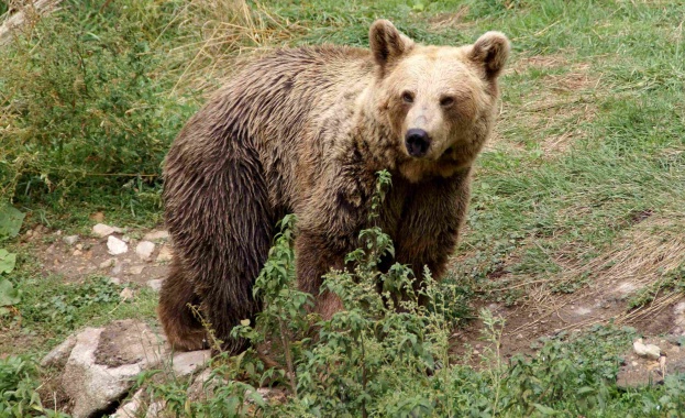 WWF България разработва мерки за включване в бъдещия национален план
Пожарите