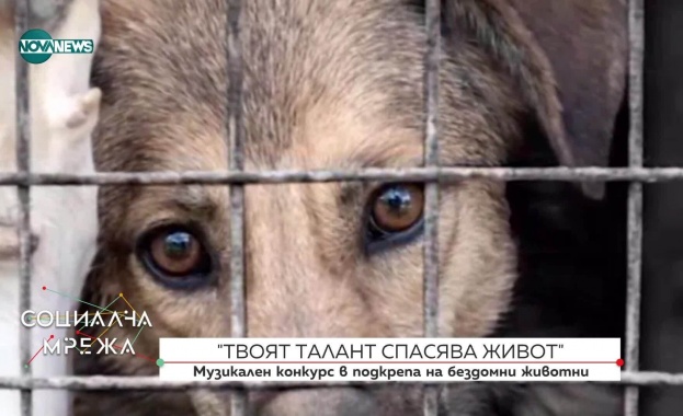 Музикален конкурс и изложба с рисунки събират средства за приюта