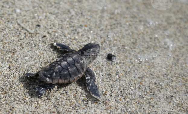 Учени от САЩ са разгадали как каретите вид морски