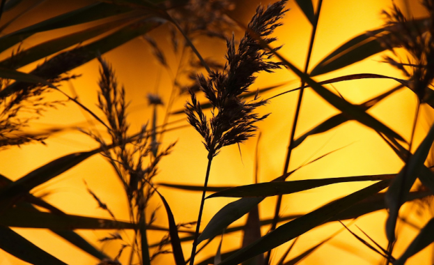 Днес ще бъде слънчево Вятърът ще стихне след обяд ще