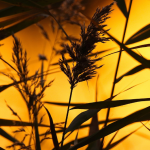 Седмицата започва слънчево, но завършва с валежи