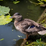 37% от световния износ на патешки черен дроб идва от България