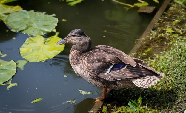 Българската стока която държи най голям дял от световния износ на