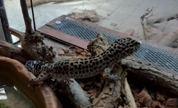 Спасени от контрабанден трафик леопардови гекони и тарантули от различни