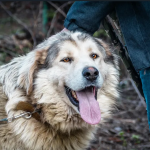Агресивно куче алабай тормози жителите на столичния кв. „Драгалевци“