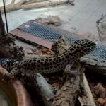  Спасени от контрабанда екзотични животни предаде Агенция „Митници“ на терариума в Минерални бани