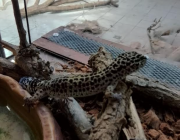  Спасени от контрабанда екзотични животни предаде Агенция „Митници“ на терариума в Минерални бани